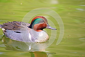 Green-Winged Teal Duck swimming