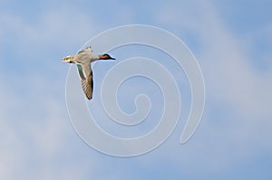 Green-Winged Teal Flying in a Cloudy Sky