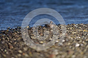 Green winged teal resting at lakeside