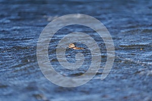 Green winged teal resting at lakeside