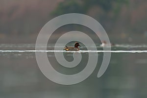 Green winged teal resting at lakeside