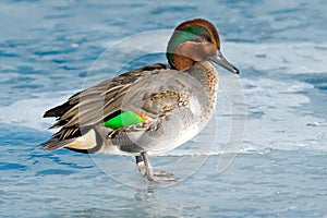 Green-winged Teal - Anas carolinensis photo