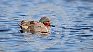 Green Winged Teal Swimming on Blue Water photo