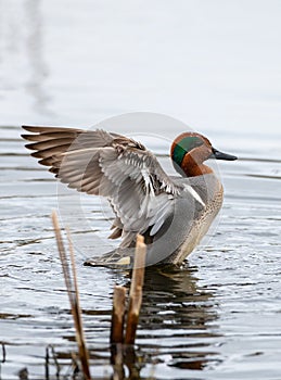 Green-winged Teal swimming in a lake