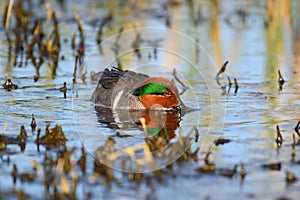 Green-winged Teal swimming in a lake