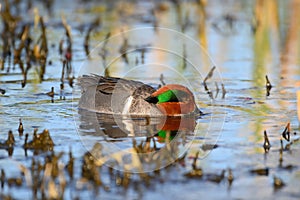 Green-winged Teal swimming in a lake