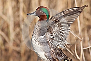 Green Winged Teal Wing Stretch