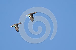 Green-Winged Teals Flying in Blue Sky