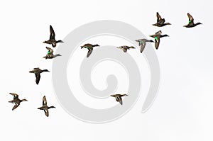 Green-Winged Teals Flying on a White Background