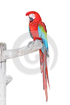 Green Wings Macaw with clipping path