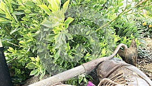 Green Winter Shrub and Old Boots