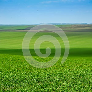 green winter wheat field, agrarian land