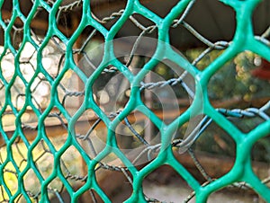 Green wire mesh fence in the park with blurred background and copy space