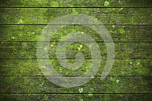 Green Wood Moss Lichen Background photo