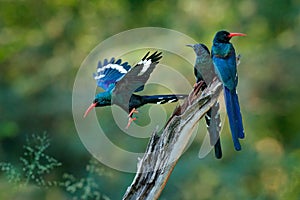 Green Wood hoopoe Phoeniculus purpureus, bird family in the nature habitat. Animals sitting in the tree trunk, one bird fly. Wil