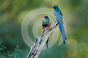 Verde madera dudar, pájaro familia en naturaleza. los animales en un árbol maleta. animales y plantas escena 