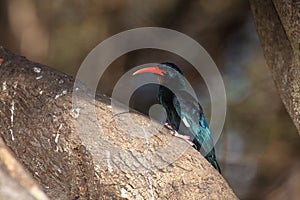 The green wood hoopoe Phoeniculus purpureus sits on a large branch of a huge tree. Blue-green bird with a red beak on a brown