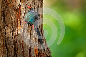 Green Wood hoopoe, Phoeniculus purpureus, sitting on the tree trunk in the nature habitat. Wildlife scene from nature, Okavango, M