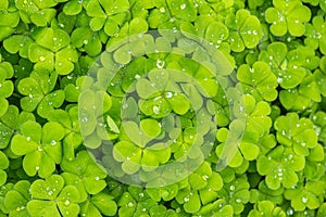 Green wood sorrel leaves with water drops background or backdrop