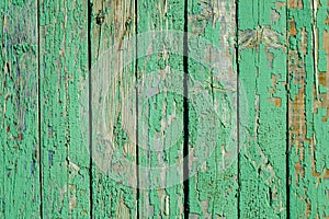 green wood texture from wide dry boards green background from old wood