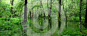 Green woodland in wales