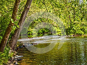 Green Woodlands Stream