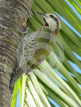Green Woodpecker
