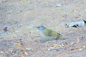 Green woodpecker