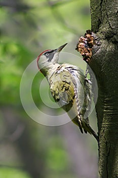 Green woodpecker