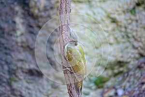 Green Woodpecker