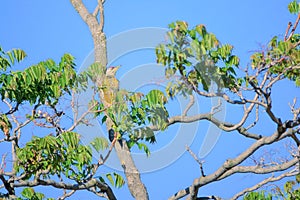 Green Woodpecker