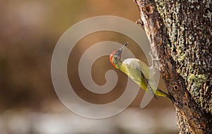 Green Woodpecker