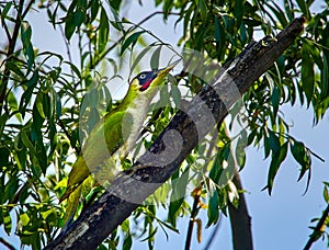 Green woodpecker on a branch