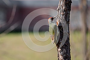 Green woodpecker camouflage and perched on the trunk of a tree in a park in Madrid