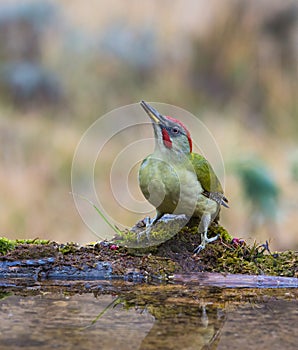 Green Woodpecker drinking at pool