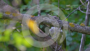 Green woodpecker hiding in a tree