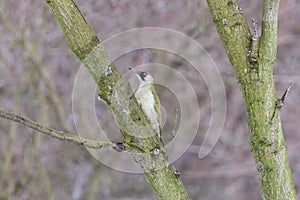 Green woodpecker is inconspicuous on mossy tree trunk