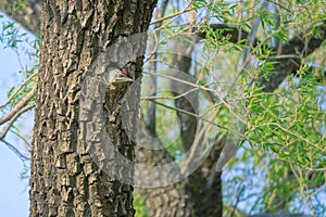 Green woodpecker in nest