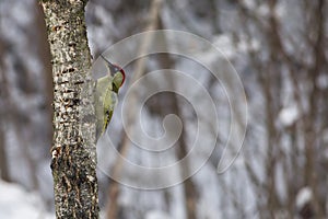 Green woodpecker perched on a tree