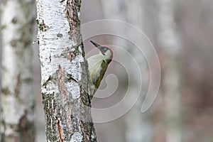 Green woodpecker perching on birch trunk with blurred background