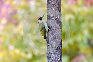 Green woodpecker perching on tree trunk with blurred green background