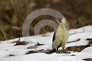 Green woodpecker Picus viridis