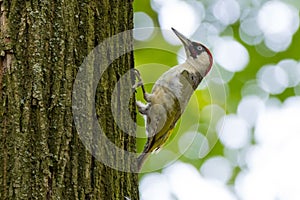 Green Woodpecker Picus viridis.