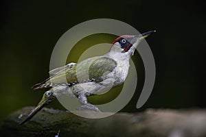 Green Woodpecker, Picus viridis