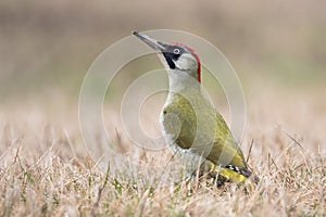 Zelený datel picus viridis, samice tohoto velkého zeleného ptáka, s šedou hlavou a červenou zadní částí hlavy, sedí v trávě
