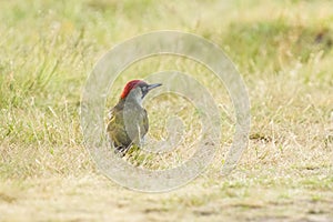 Green Woodpecker (Picus viridis) in a field in a London Park, looking for food, taken in the UK