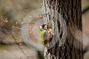 Green woodpecker Picus viridis male bird by the nesting cavity