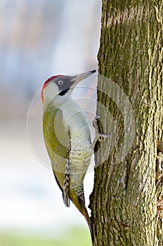Green woodpecker (picus viridis) photo
