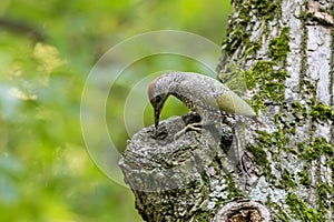 Green Woodpecker Picus viridis.