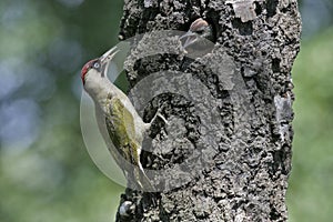 Green woodpecker, Picus viridis